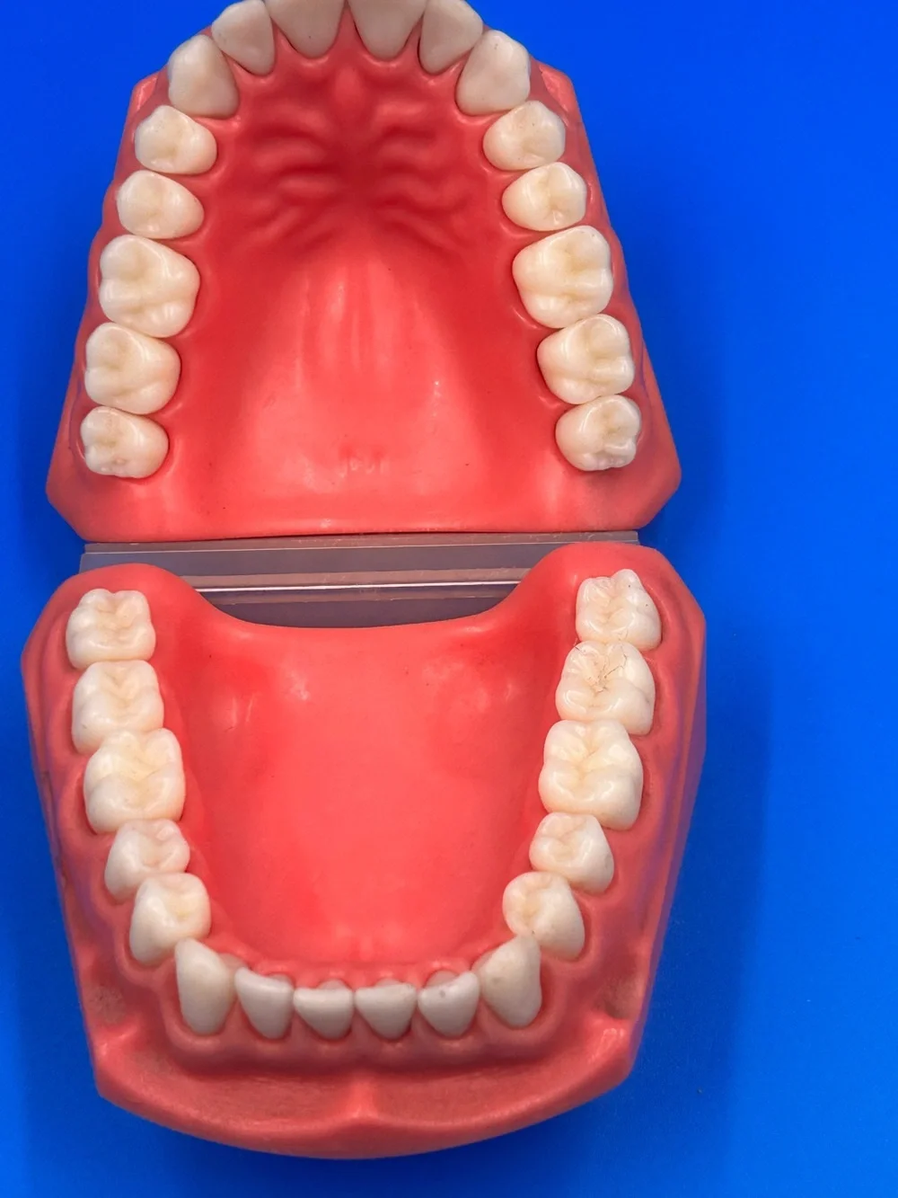 Vintage Dental Teaching Model - Coral Pink Educational Teeth Display